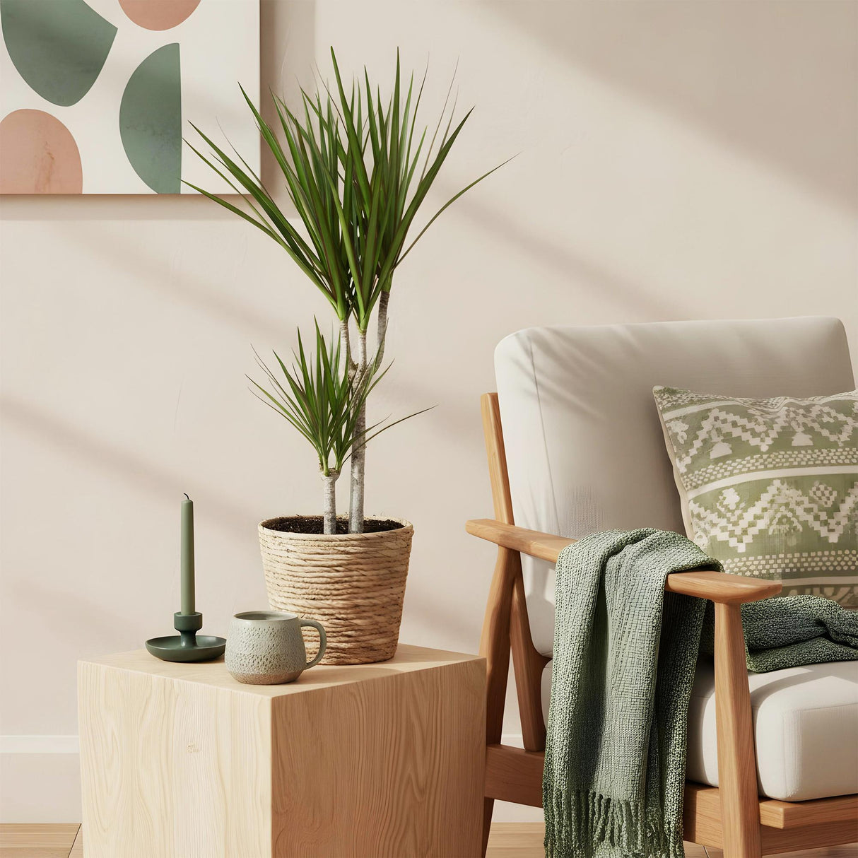 Livraison plante Dracaena Marginata et panier H75cm