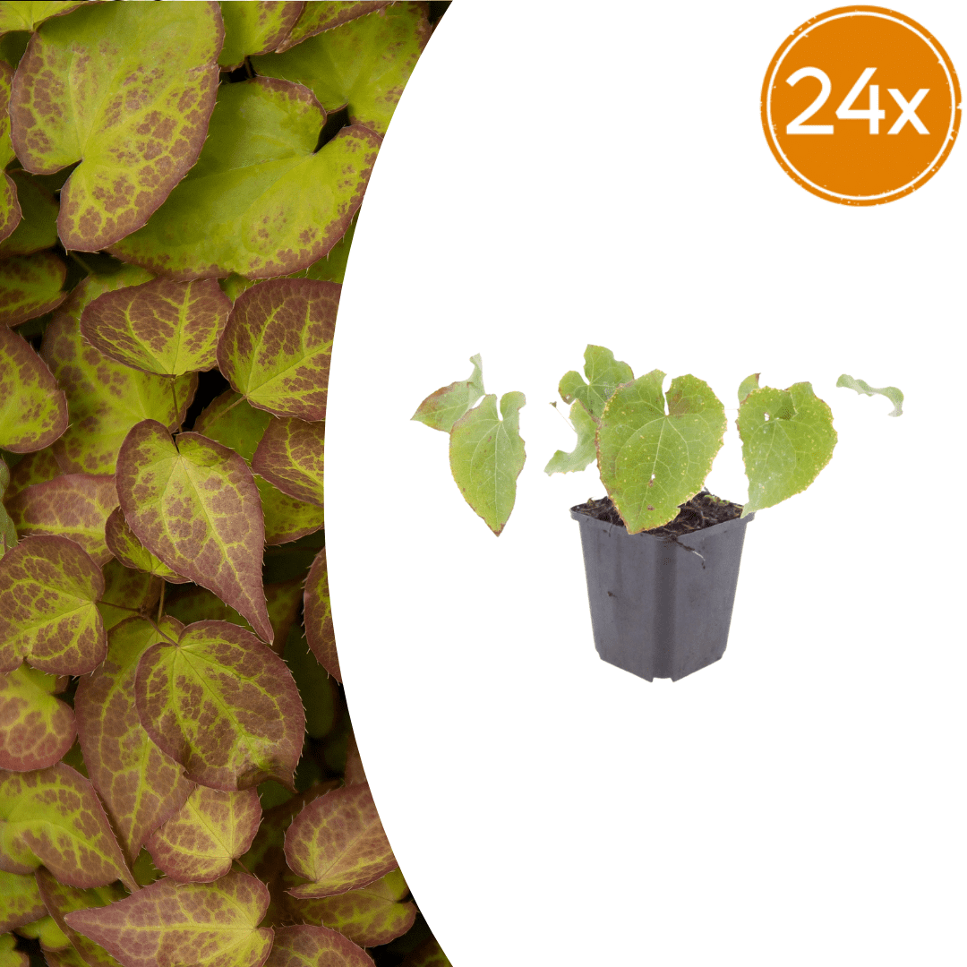 Livraison plante Epimedium