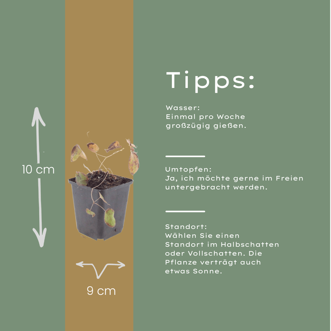 Livraison plante Epimedium rubrum