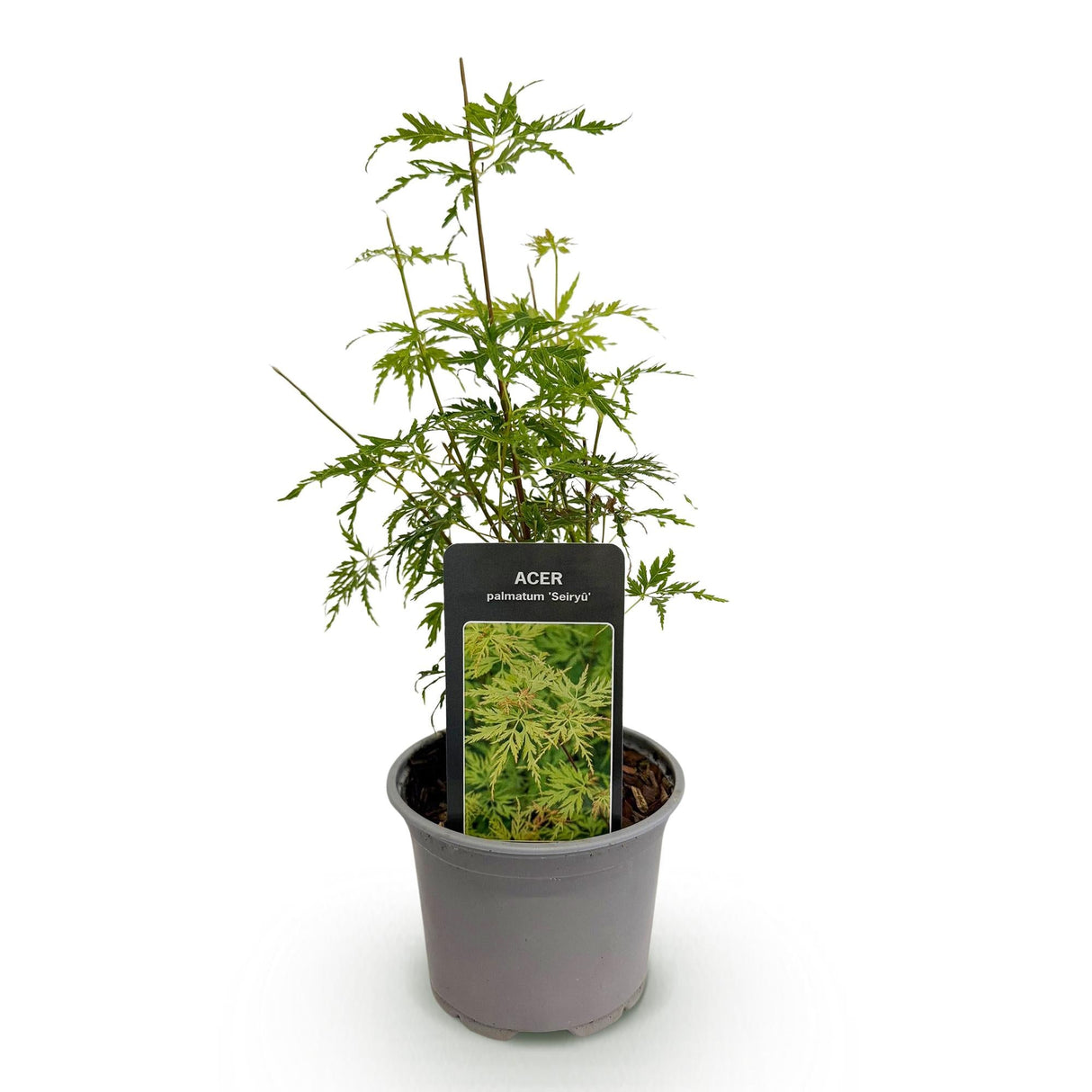 Livraison plante Érable du Japon Seiryu – Pot 12 cm – Hauteur 35 cm