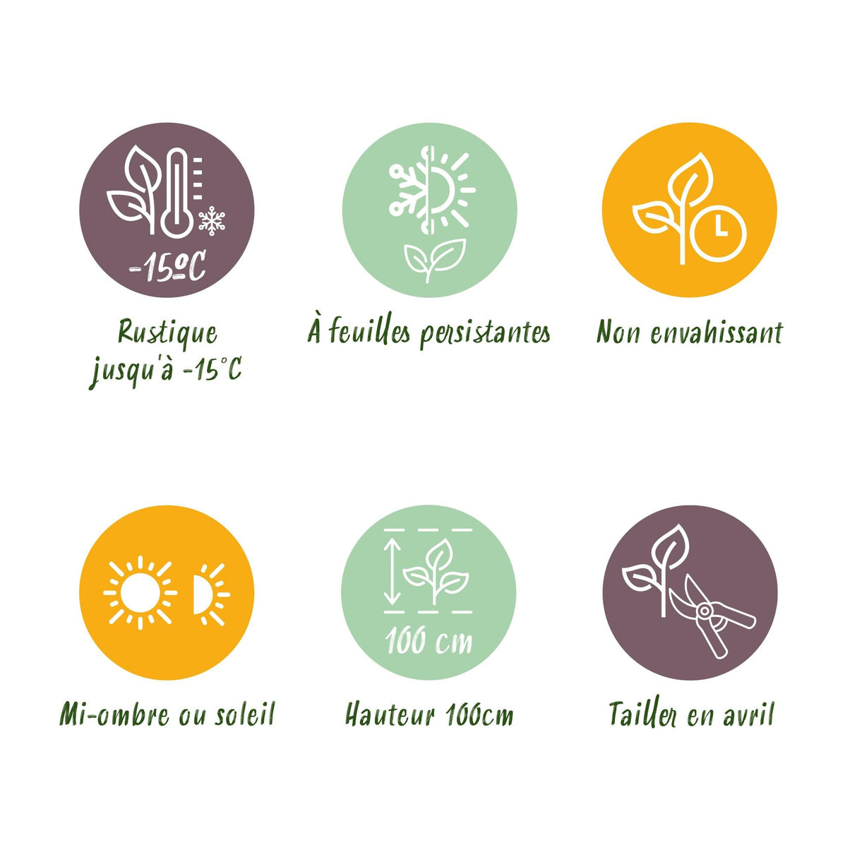 Livraison plante Euonymus japonica Green Spire – Lot de 6 – Hauteur 40 cm