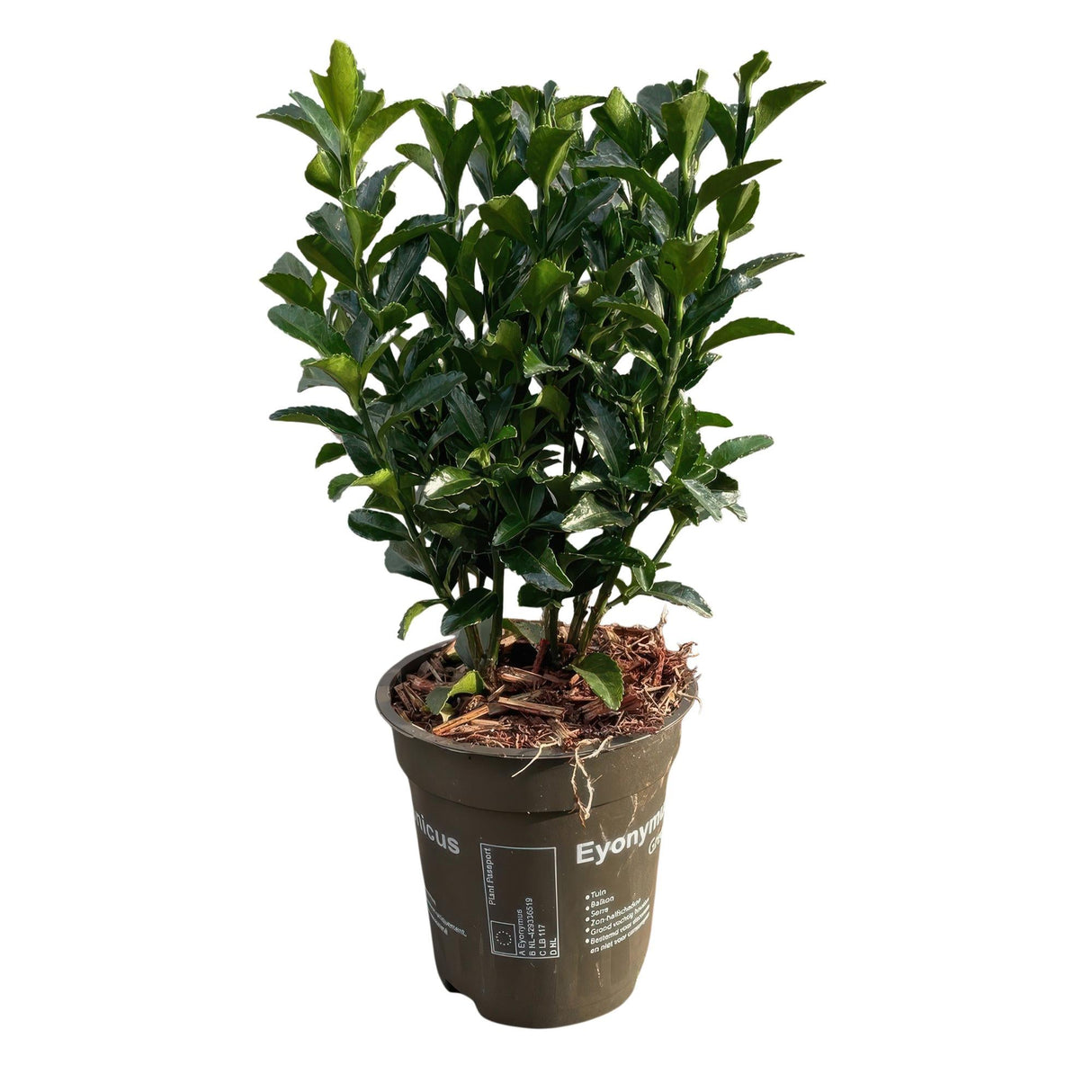 Livraison plante Euonymus japonica Green Spire – Lot de 8 – Hauteur 20 - 25 cm