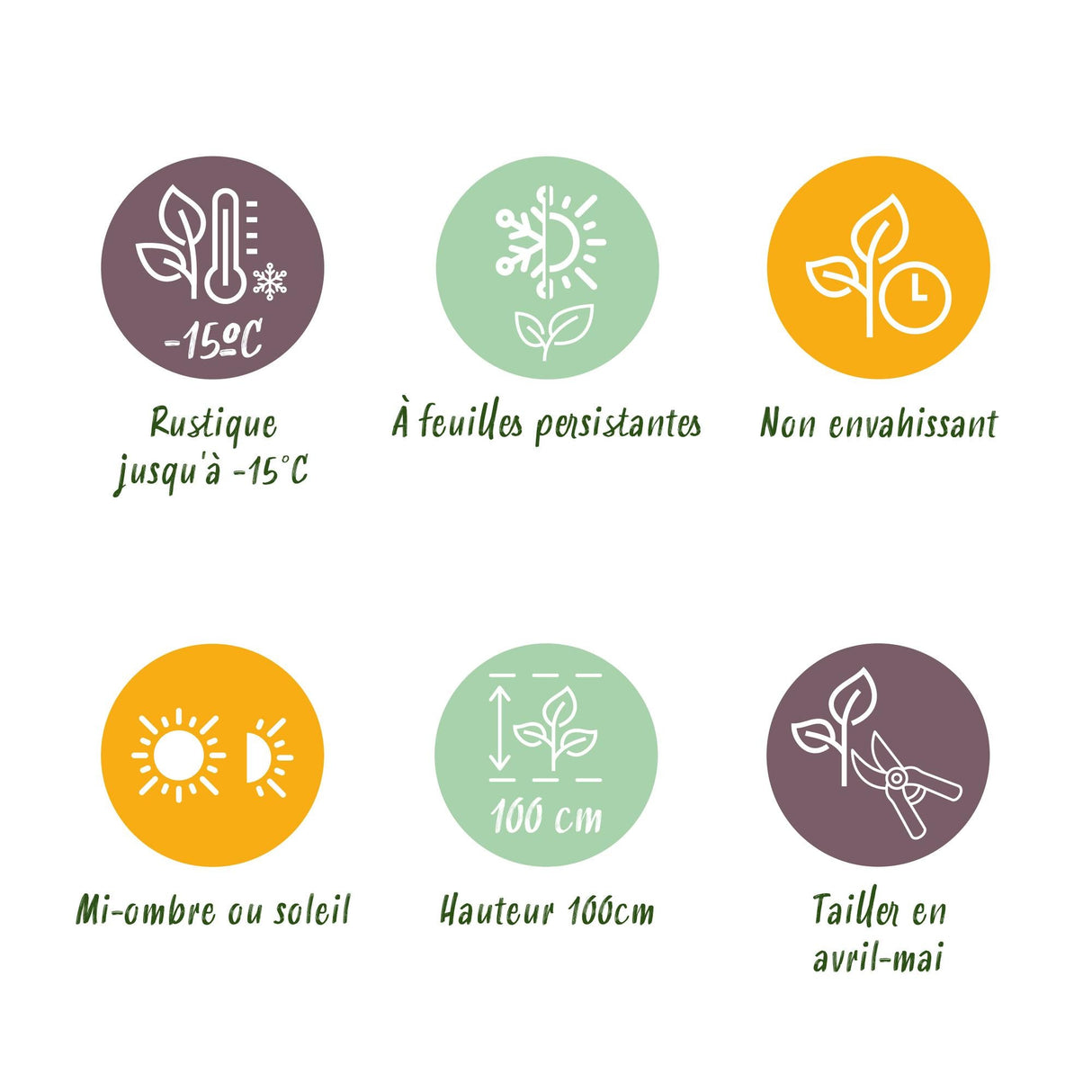 Livraison plante Euonymus japonica Green Spire – Lot de 8 – Hauteur 20 - 25 cm