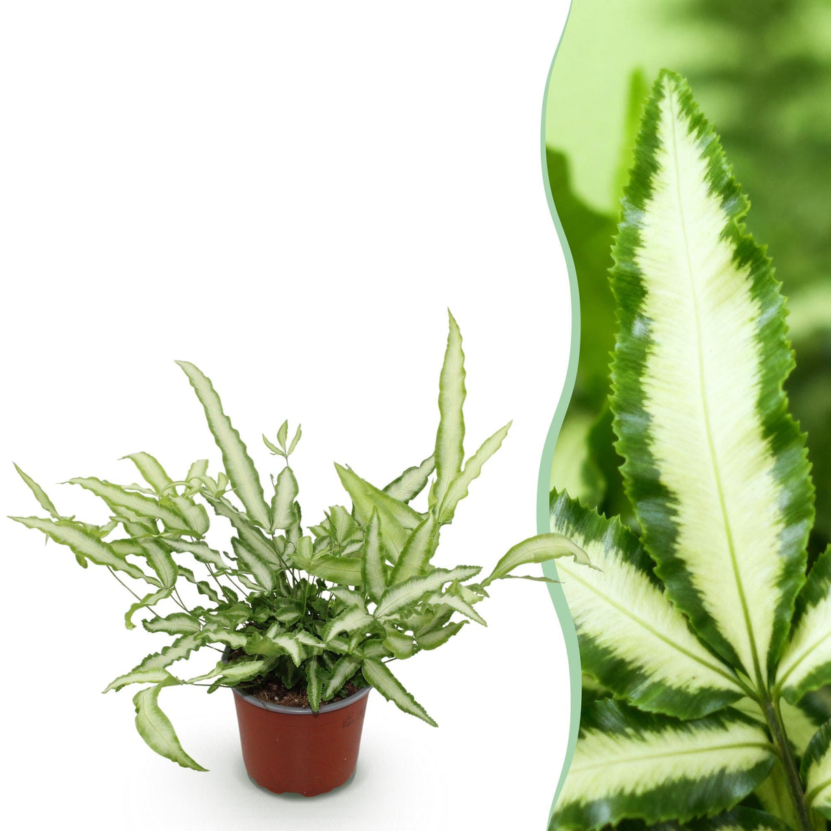 Livraison plante Fougère Pteris