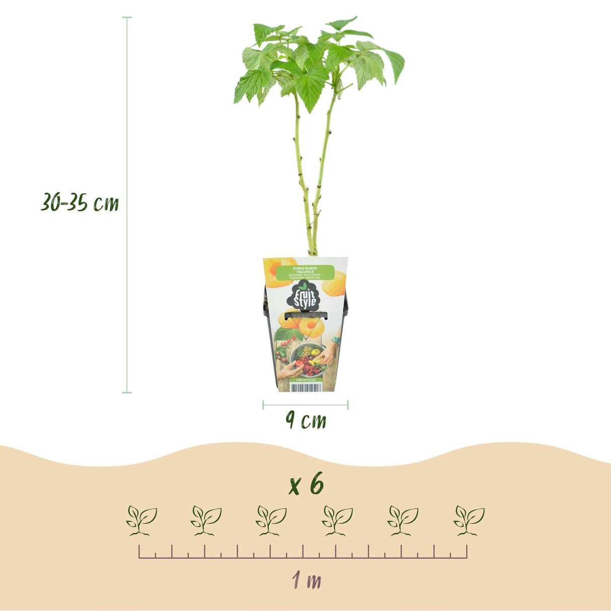 Livraison plante Framboisier Fallgold – Lot de 3 – Pot 9 cm