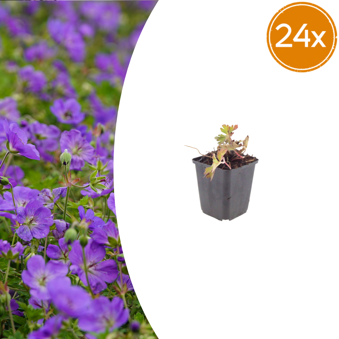 Livraison plante Geranium azur