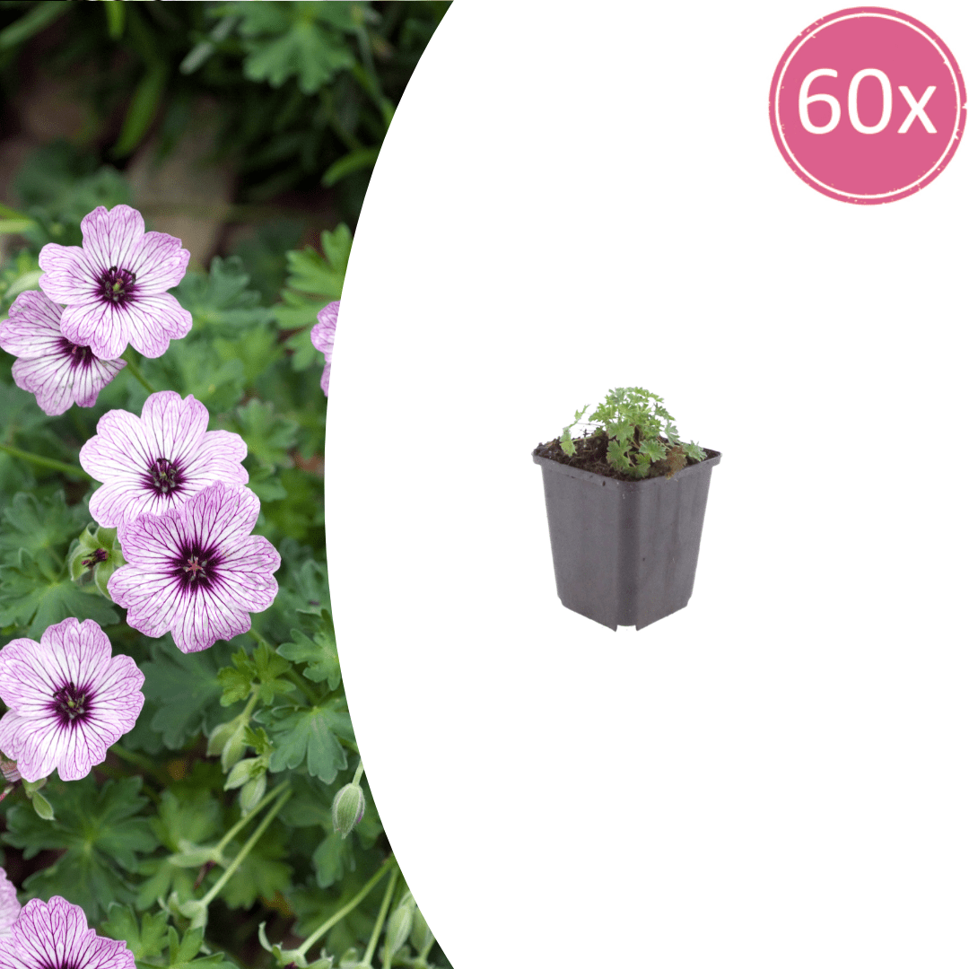 Livraison plante Geranium ballerine