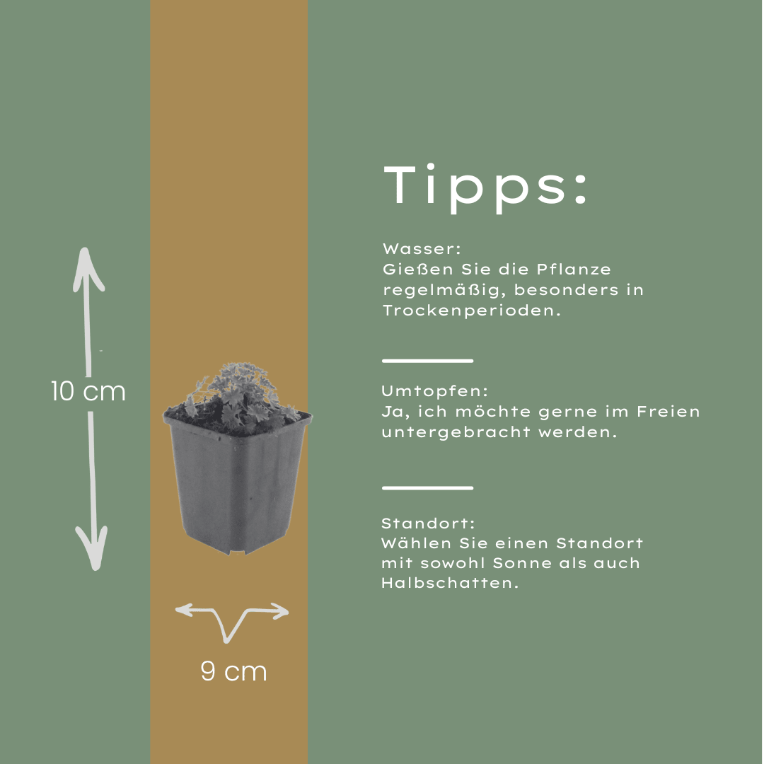 Livraison plante Geranium ballerine