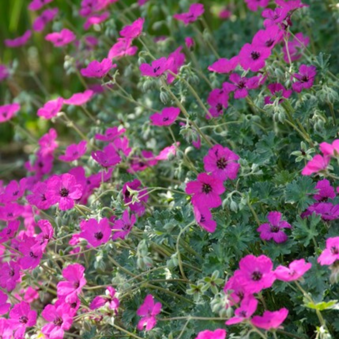 Livraison plante Geranium rose