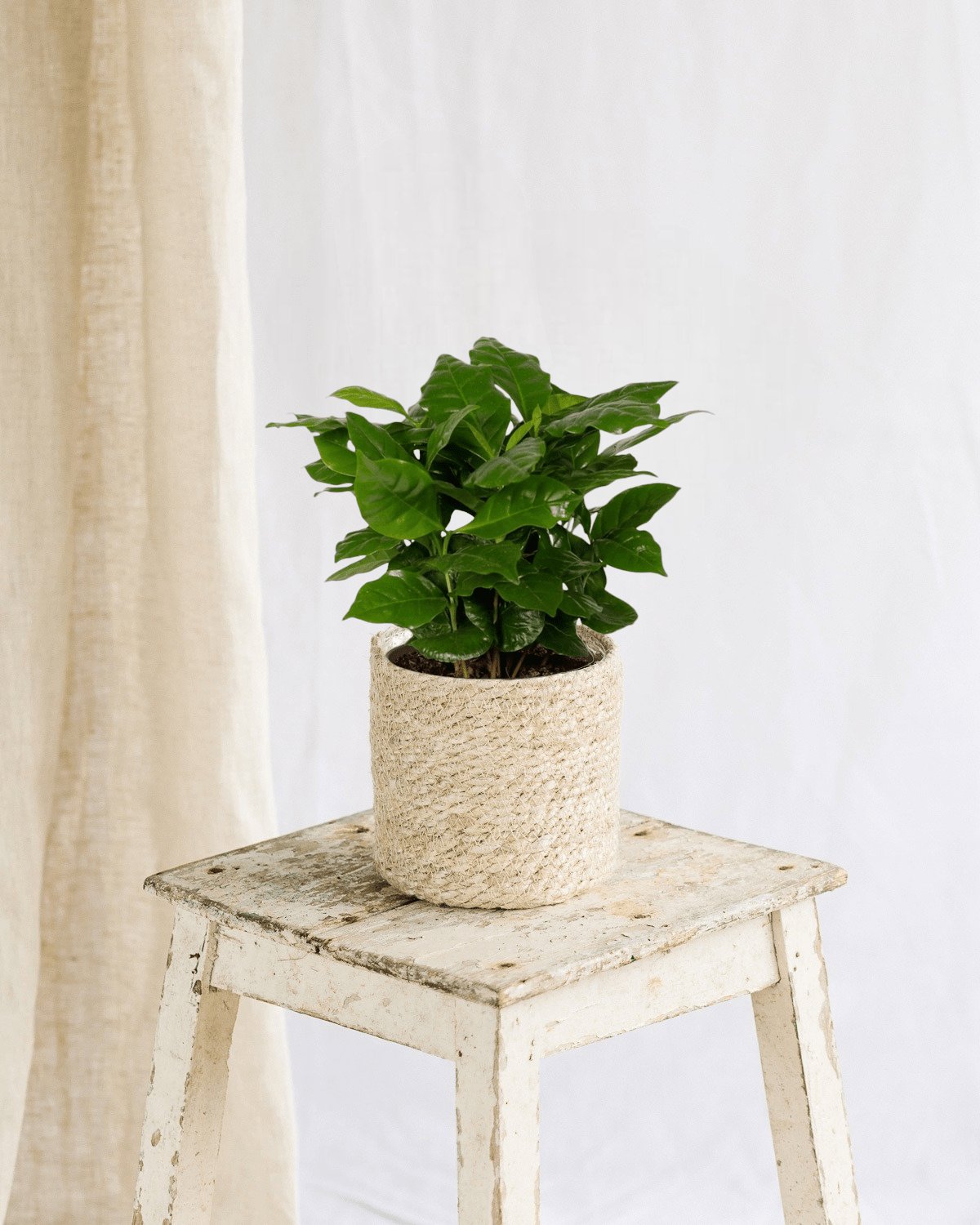 Livraison plante Grand Caféier Arabica