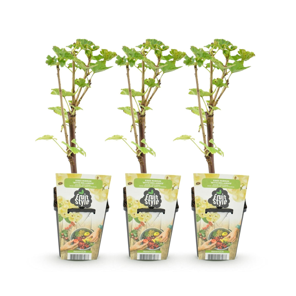 Livraison plante Groseillier Witte Hollander – Lot de 3 – Pot 9 cm