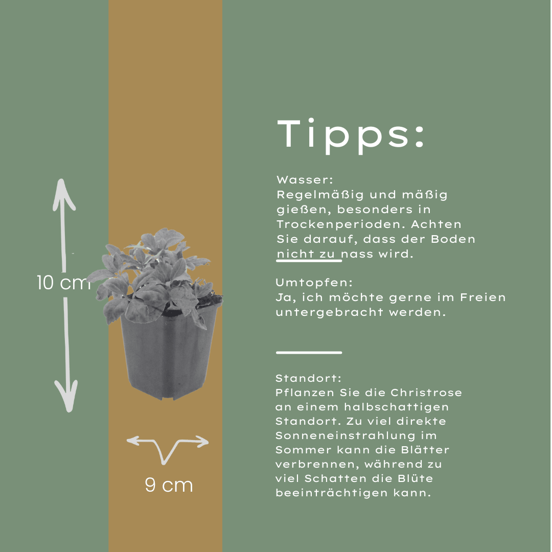 Livraison plante Hellebore oriental