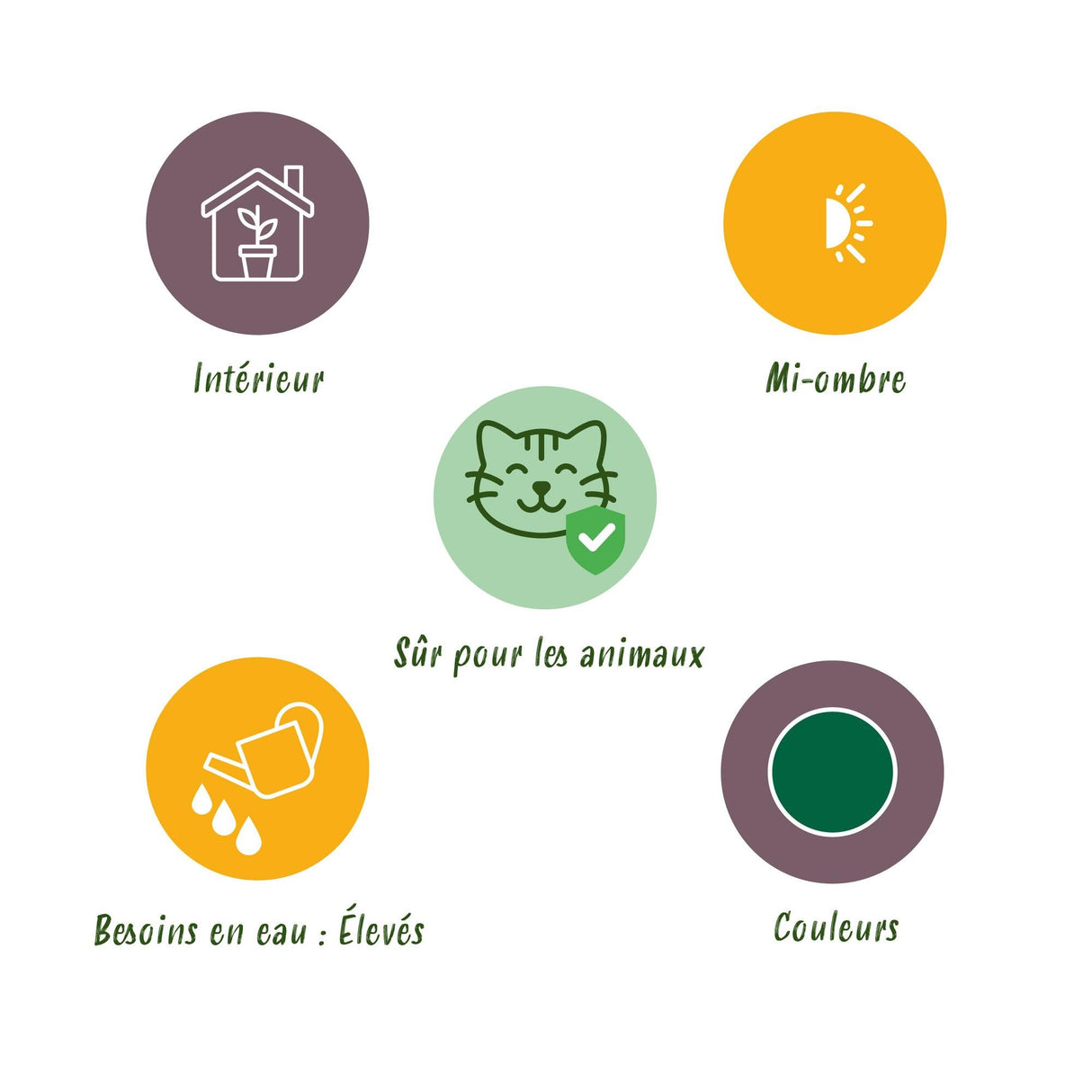 Livraison plante Herbe à chat - Cyperus alternifolius Zumula