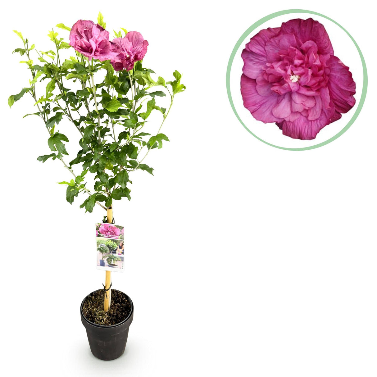 Livraison plante Hibiscus Magenta Chiffon® – Pot 19 cm – Hauteur 90 cm