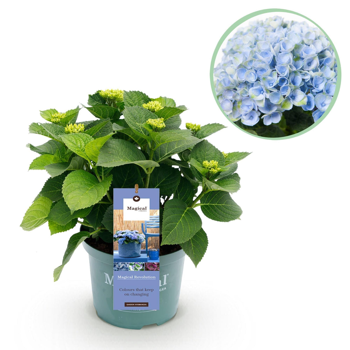 Livraison plante Hortensia bleu magique