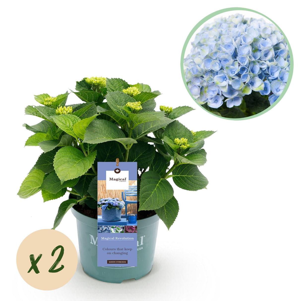 Livraison plante Hortensia bleu magique