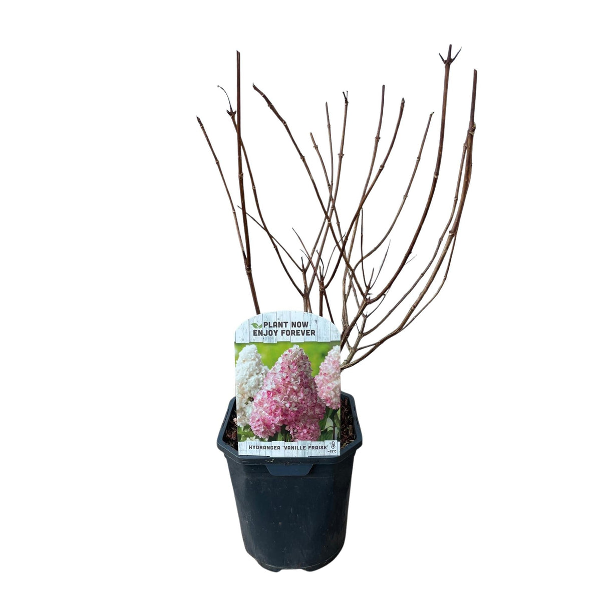 Livraison plante Hortensia Vanille Fraise – Lot de 1 – Pot 17 cm