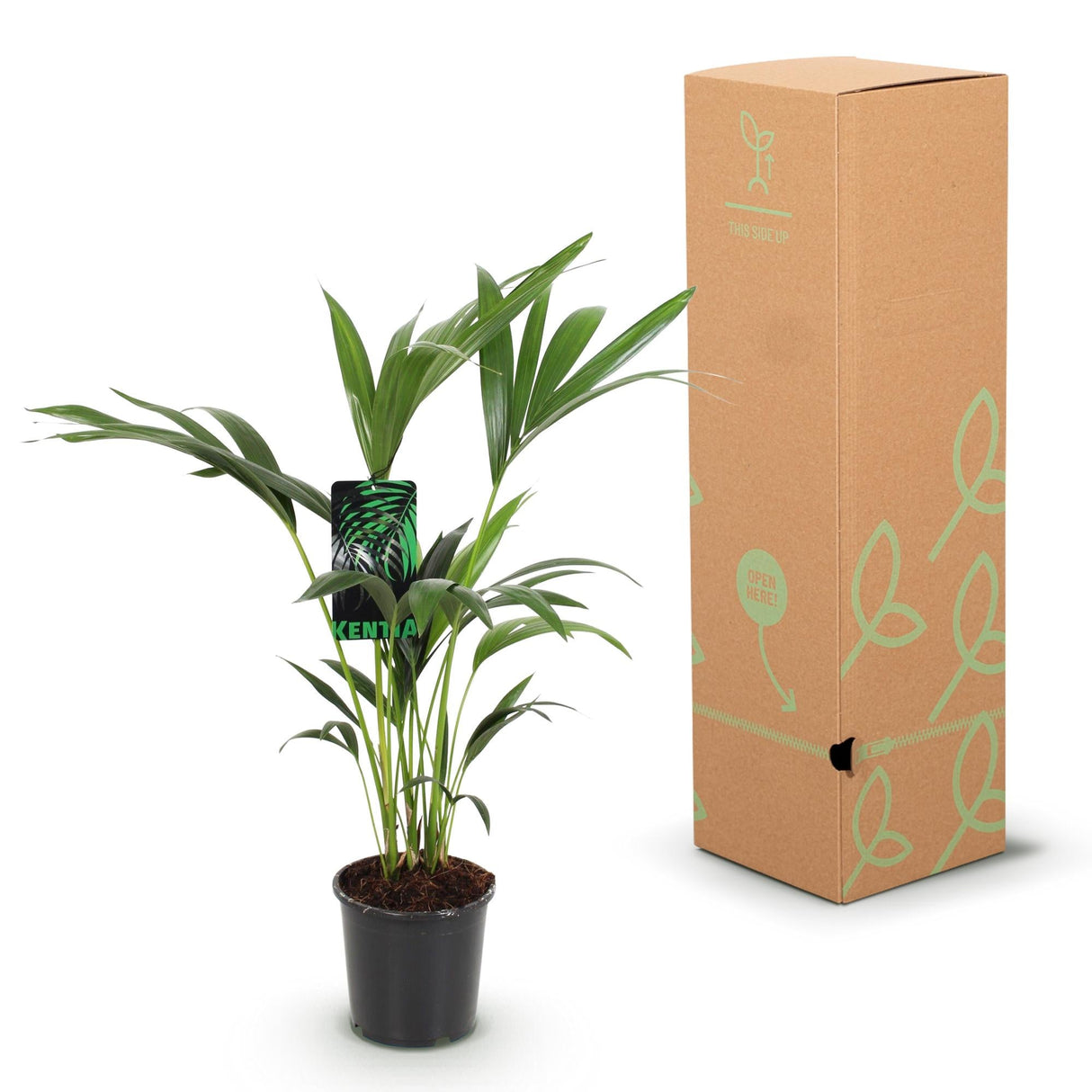 Livraison plante Howea Forsteriana Kentia d17cm H70cm