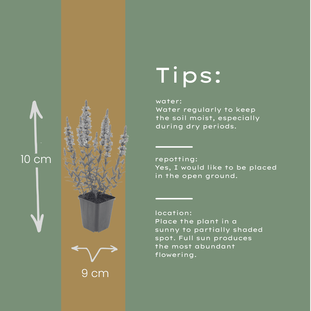 Livraison plante Lythrum salicaire