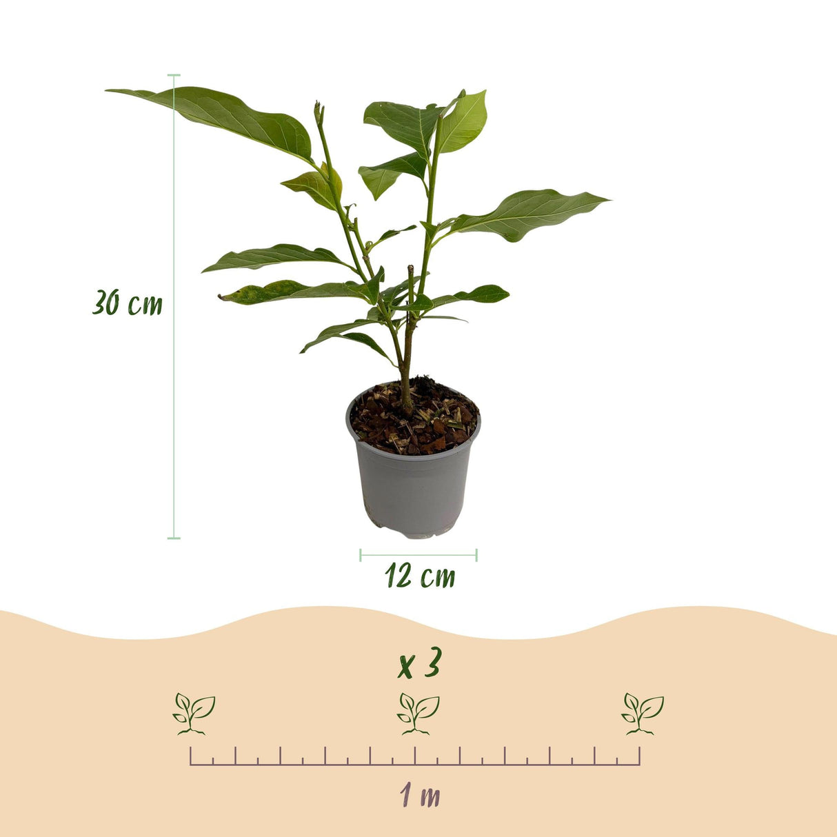 Livraison plante Magnolia sieboldii – Lot de 1 – Pot 12 cm – Hauteur 30 cm