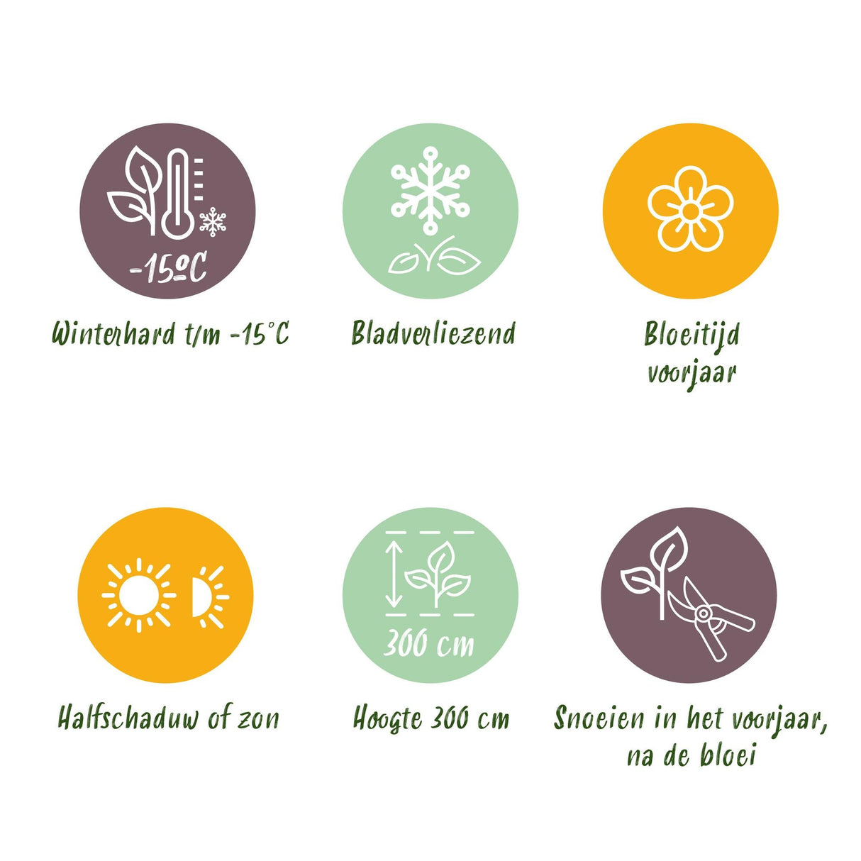 Livraison plante Magnolia sieboldii – Lot de 1 – Pot 12 cm – Hauteur 30 cm