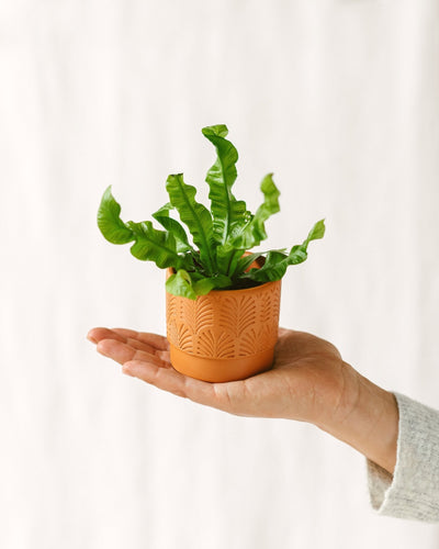 Mini Asplenium Crispy