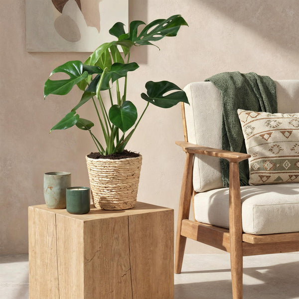 Livraison plante Monstera Deliciosa