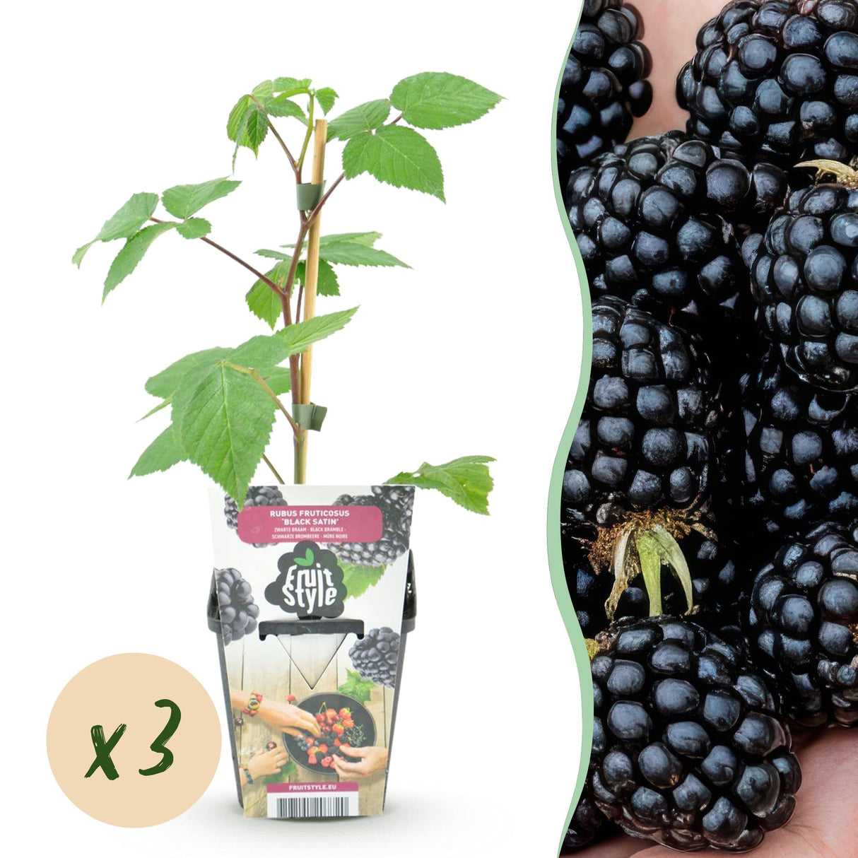 Livraison plante Mûrier Black Satin – Lot de 3 – Pot 9 cm