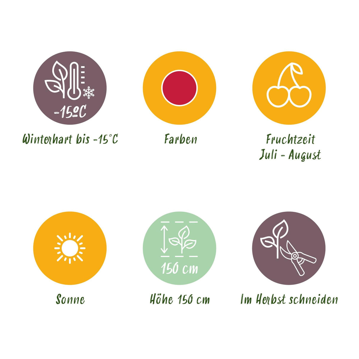 Livraison plante Mûrier - framboisier Tayberry – Lot de 3 – Pot 9 cm