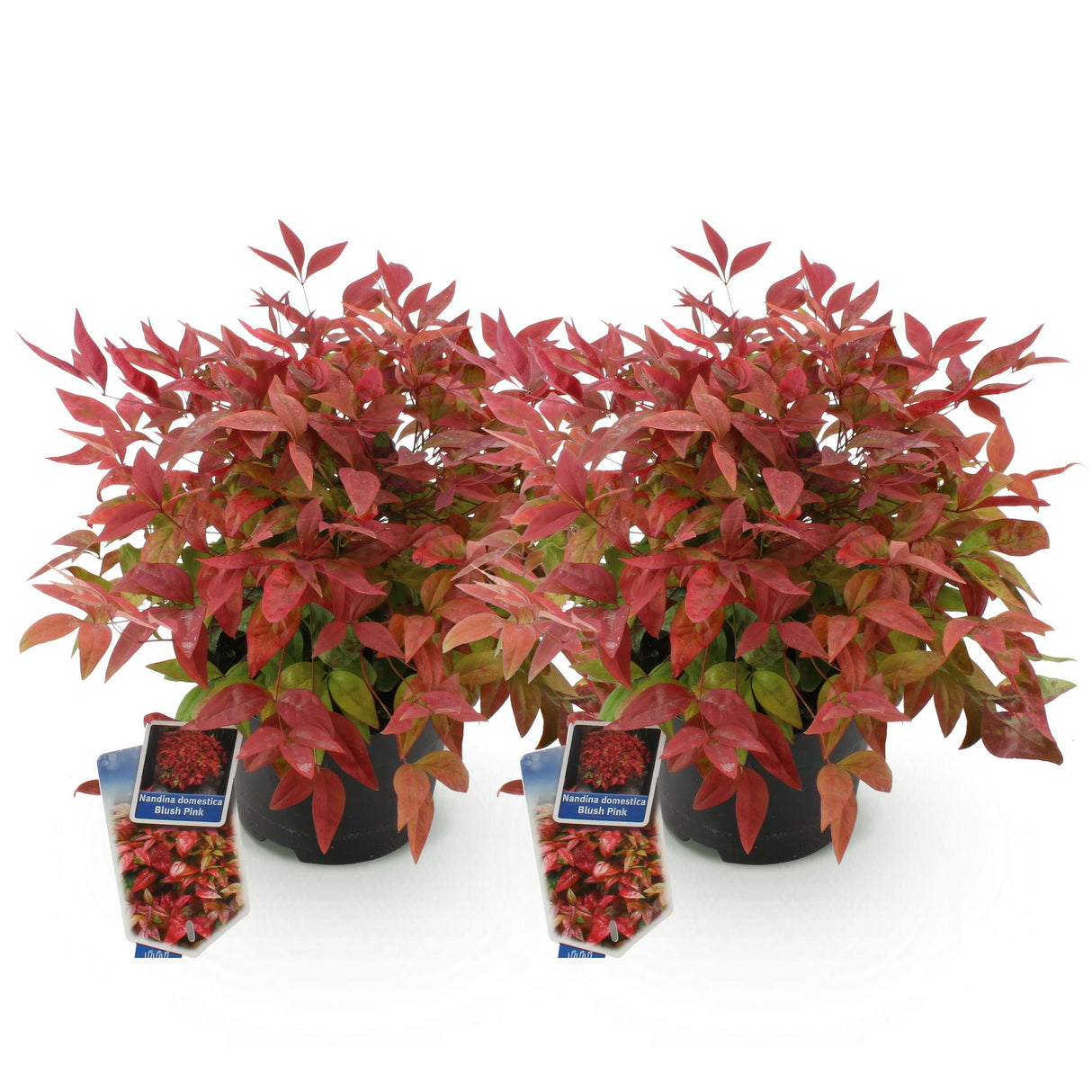 Livraison plante Nandina Blush Pink – Lot de 2 – Pot 17 cm – Hauteur 40 cm