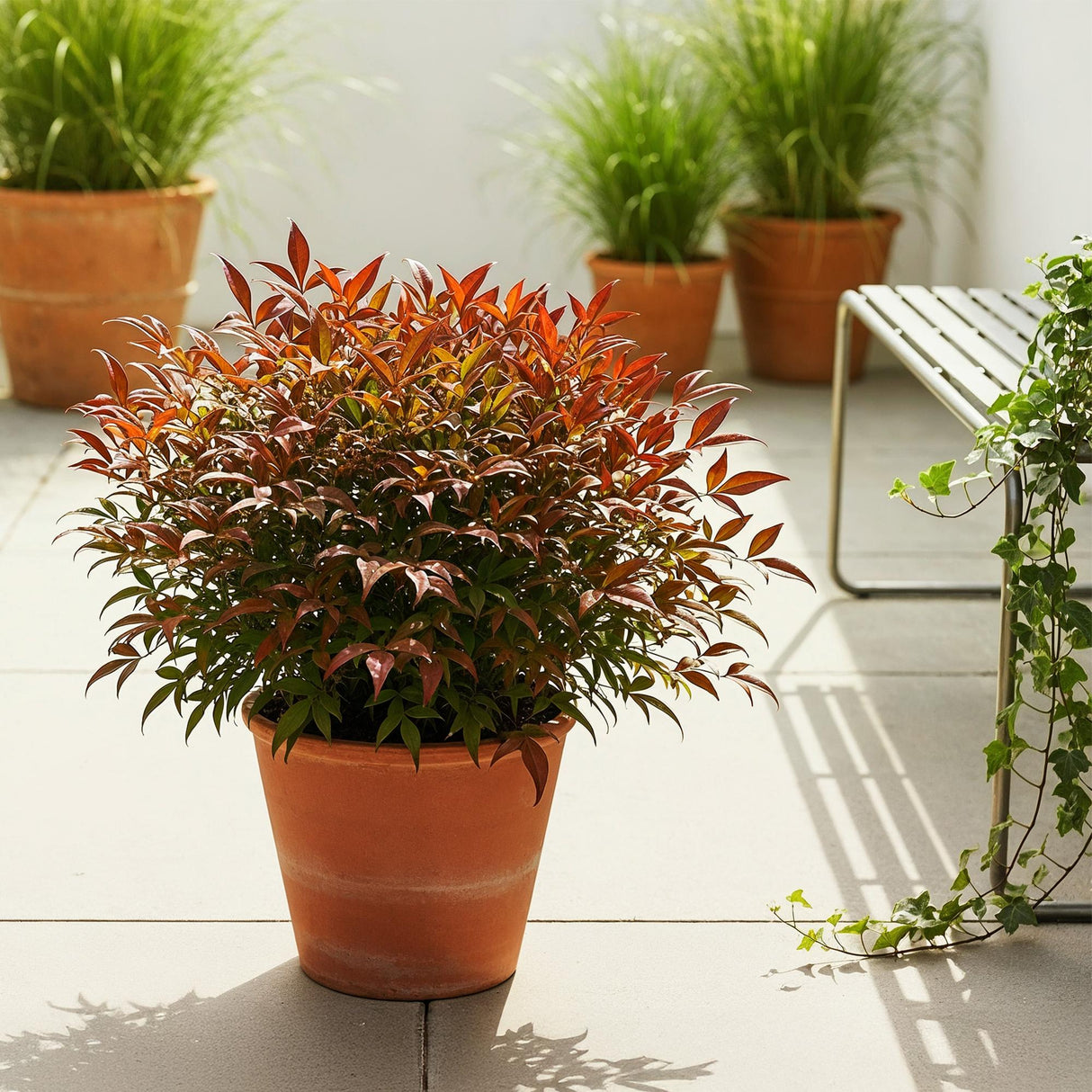 Livraison plante Nandina domestica Gulfstream – Pot 17 cm – Hauteur 45 cm