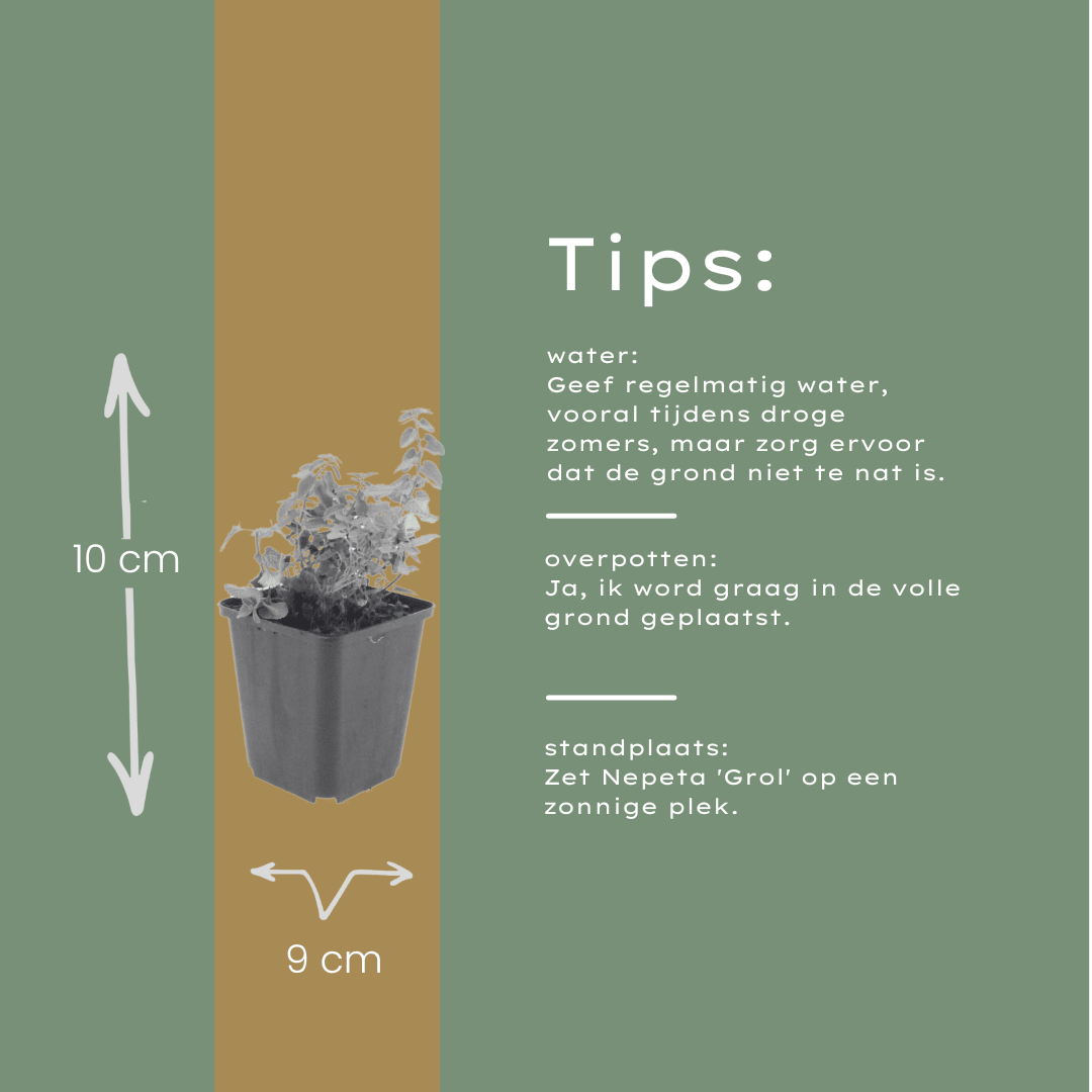 Livraison plante Nepètes