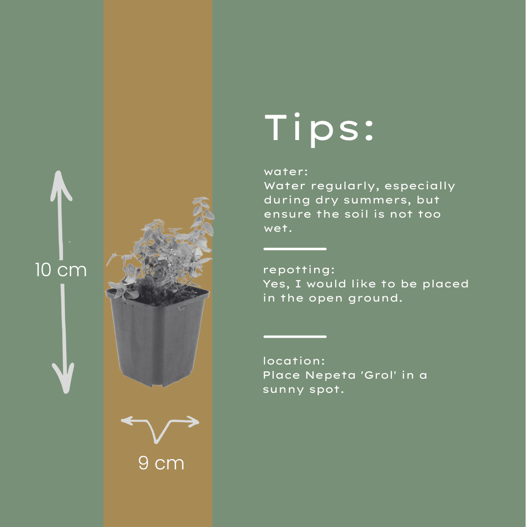 Livraison plante Nepètes