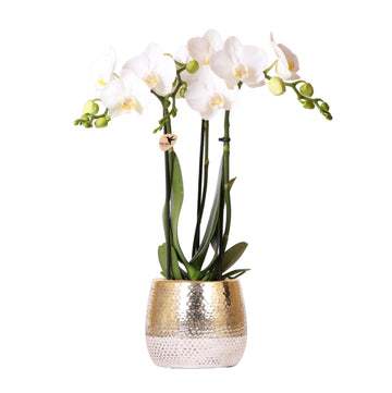 Vit Amabilis Orchid och dess kruka