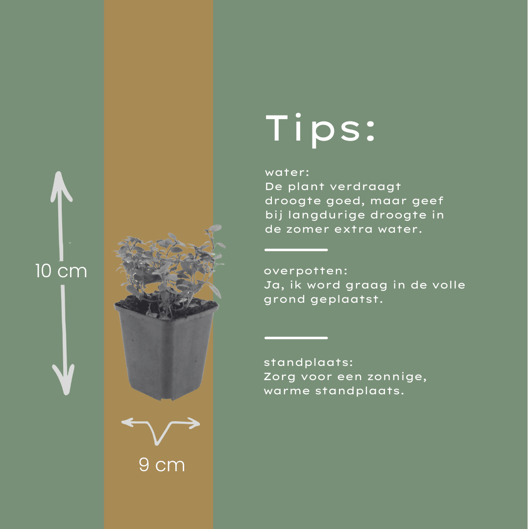 Livraison plante Origan violet