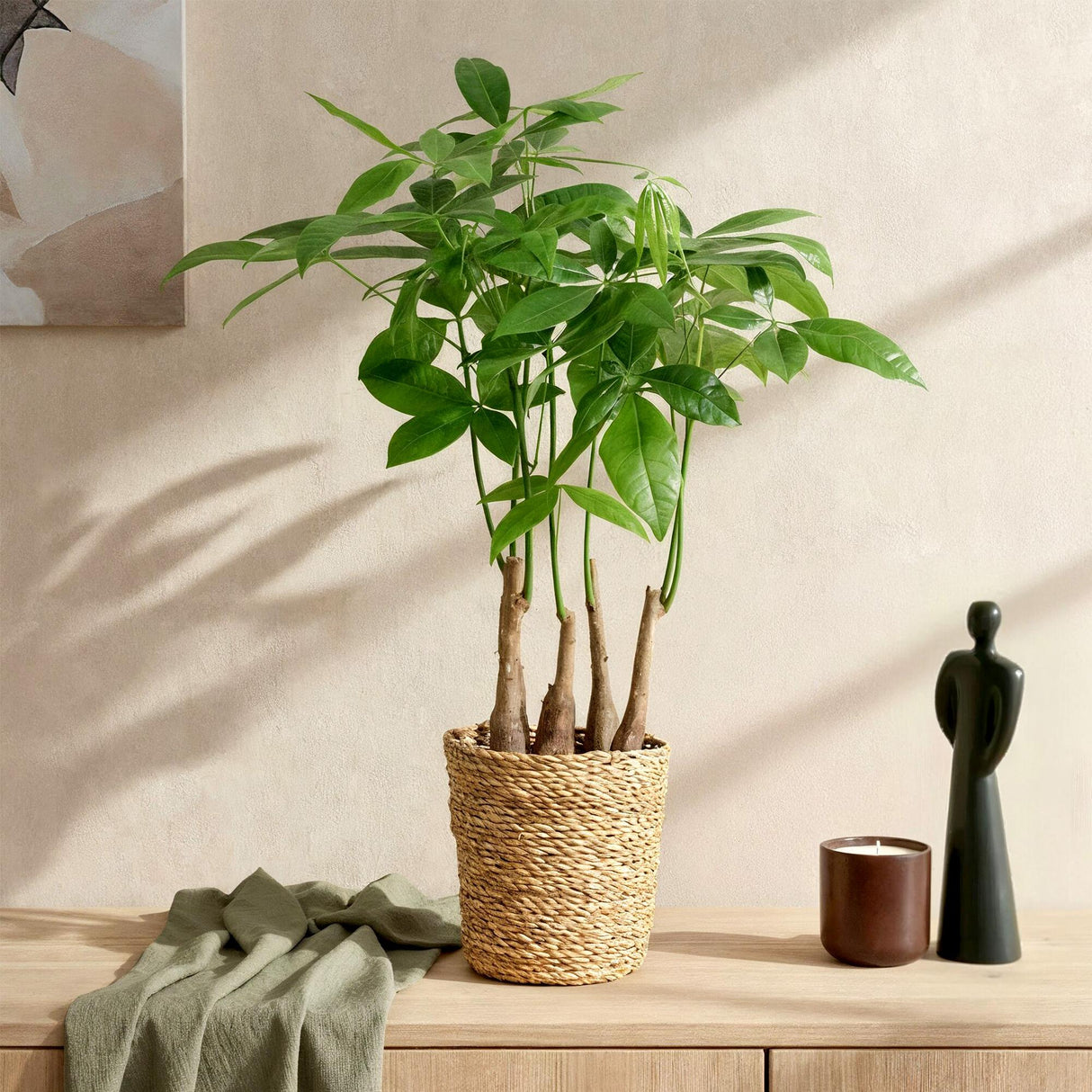 Livraison plante Pachira Aquatica multi tiges et panier H55 cm