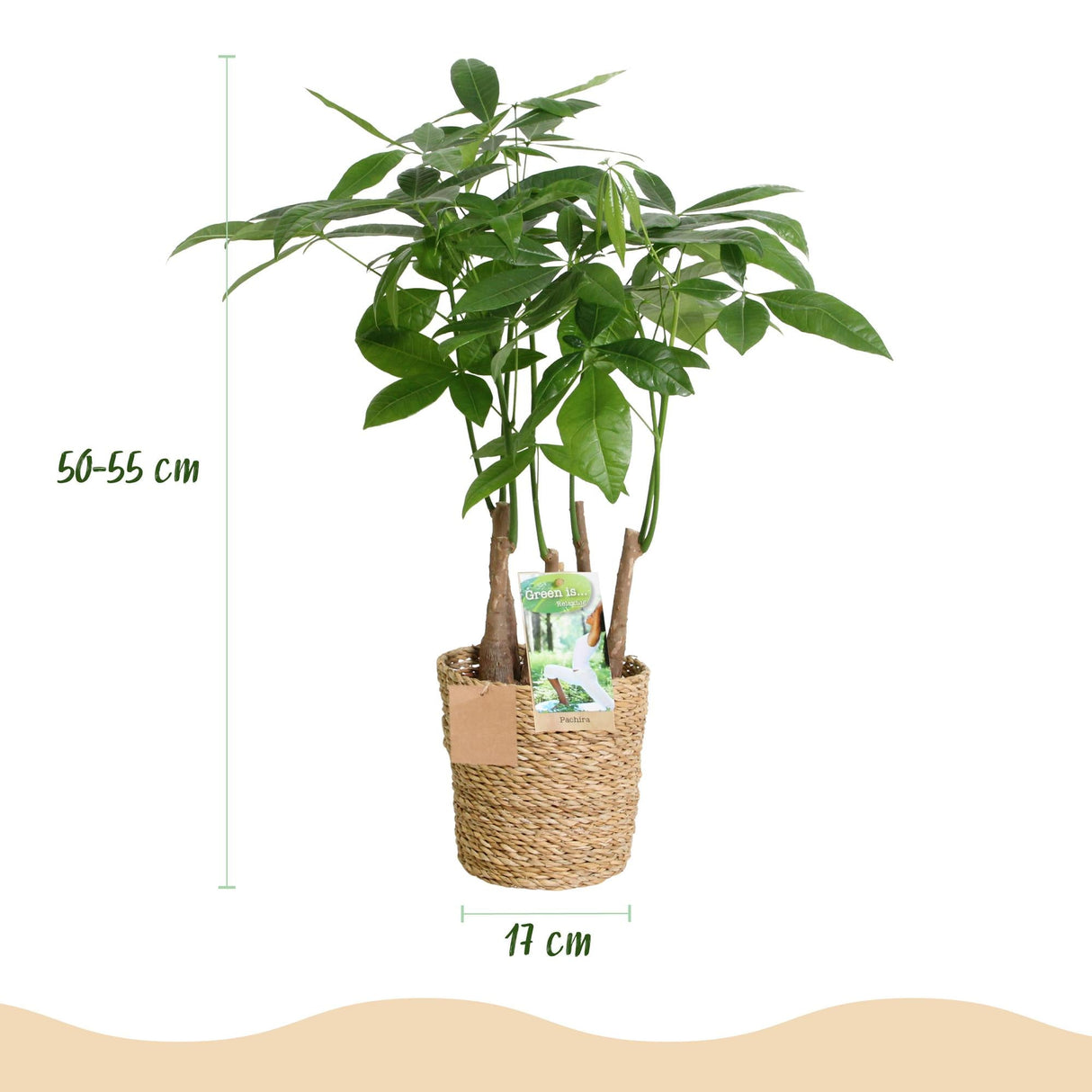 Livraison plante Pachira Aquatica Multitronc – Lot de 2 – Pot 17 cm