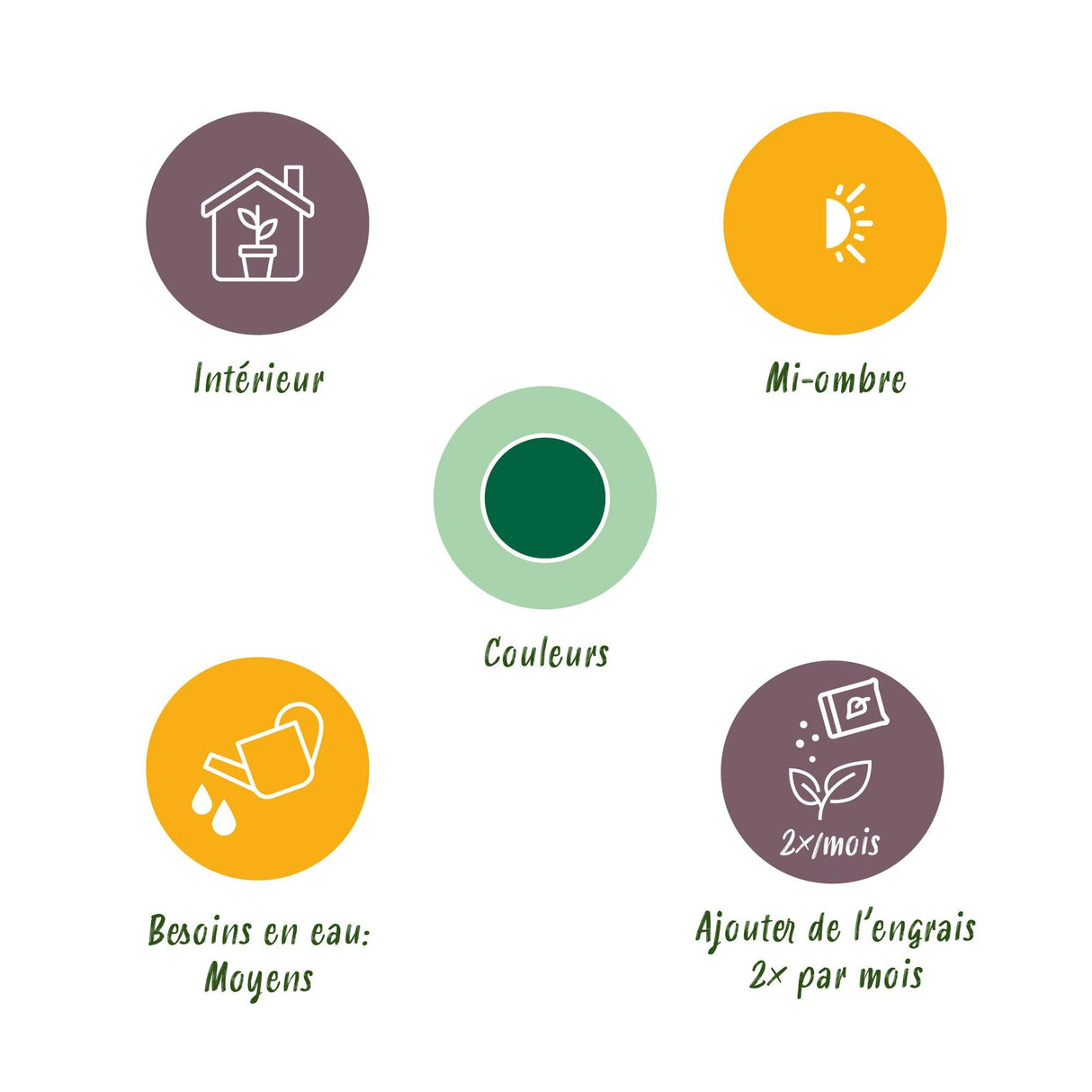 Livraison plante Palmier Kentia – Lot de 2 – Pot 17 cm – Hauteur 70 cm