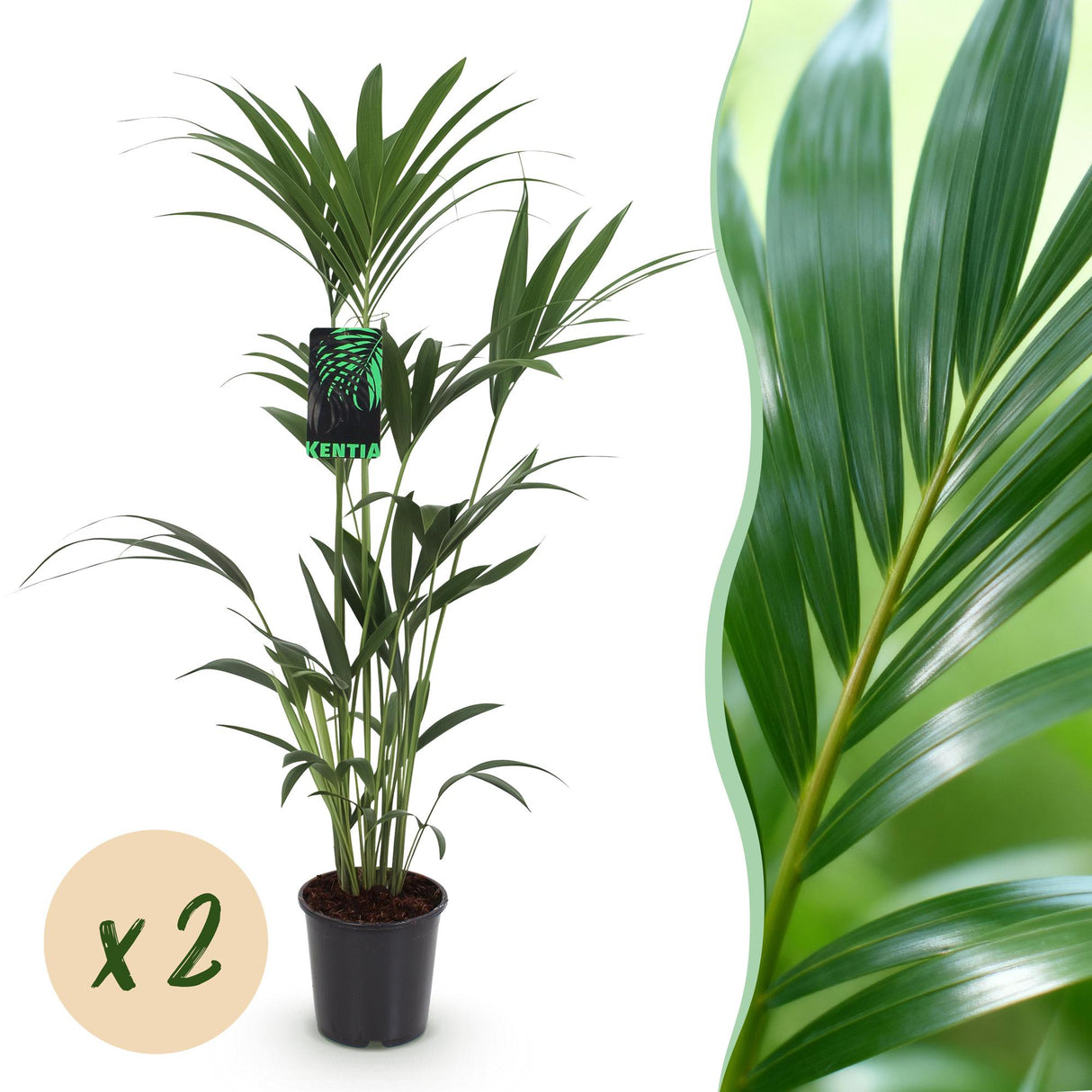 Livraison plante Palmier Kentia – Lot de 2 – Pot 21 cm – Hauteur 120 - 130 cm