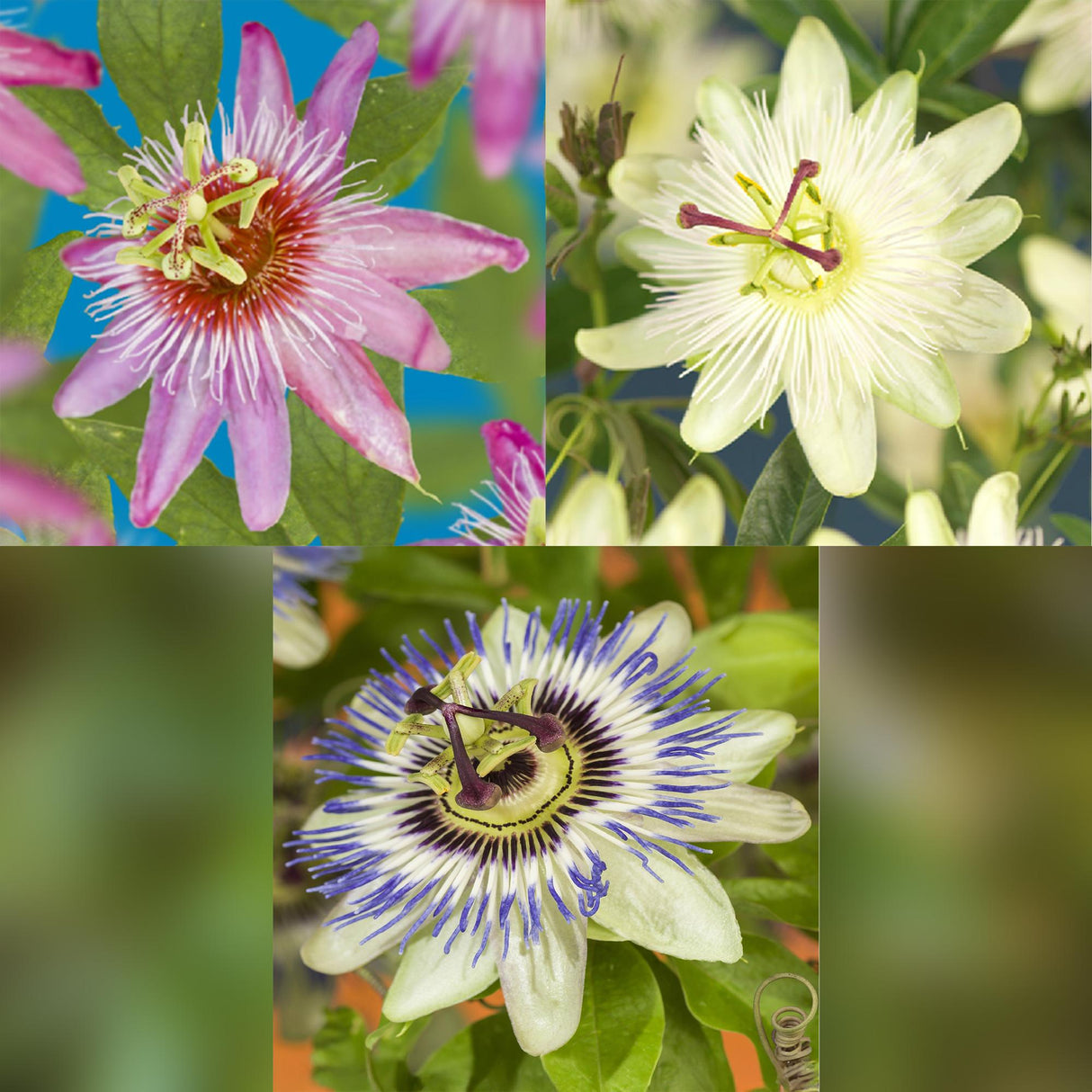 Livraison plante Passiflore Tricolore – Lot de 3 – Pot 11 cm – Hauteur 40 cm