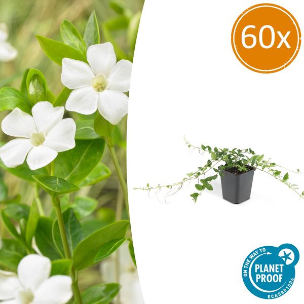 Livraison plante Petite Pervenche 'Alba'