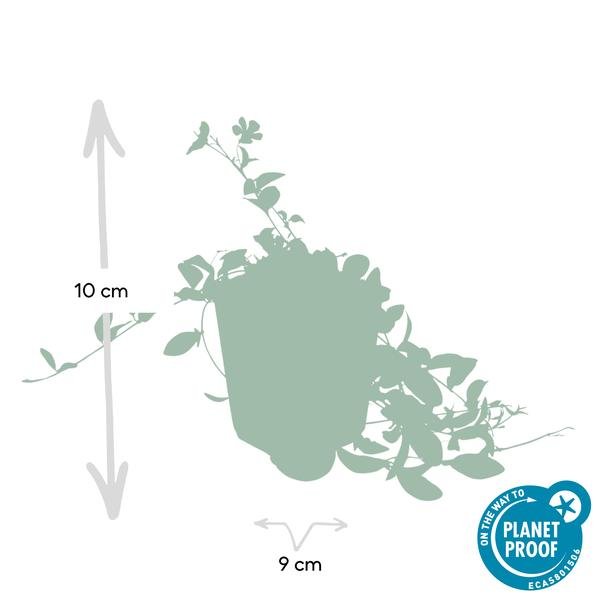 Livraison plante Petite Pervenche (Vinca minor)