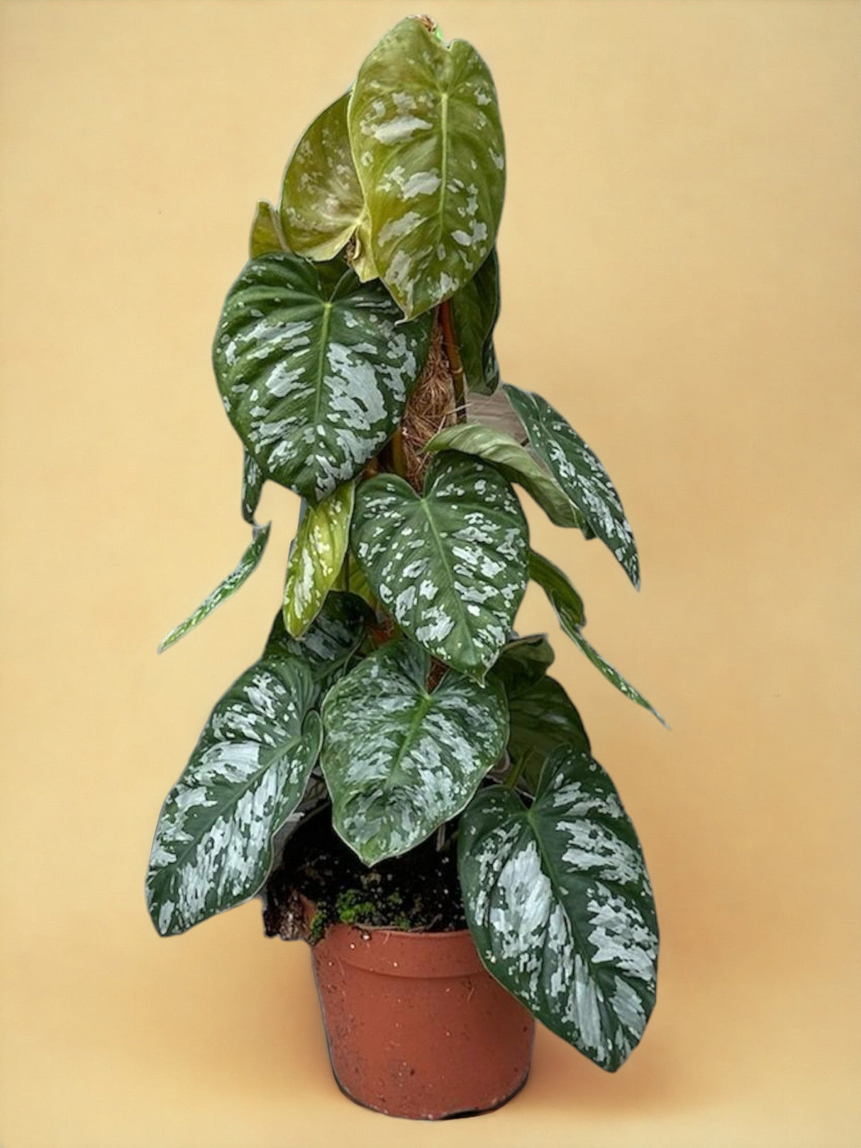 Livraison plante Philodendron Brandtianum Wild Form