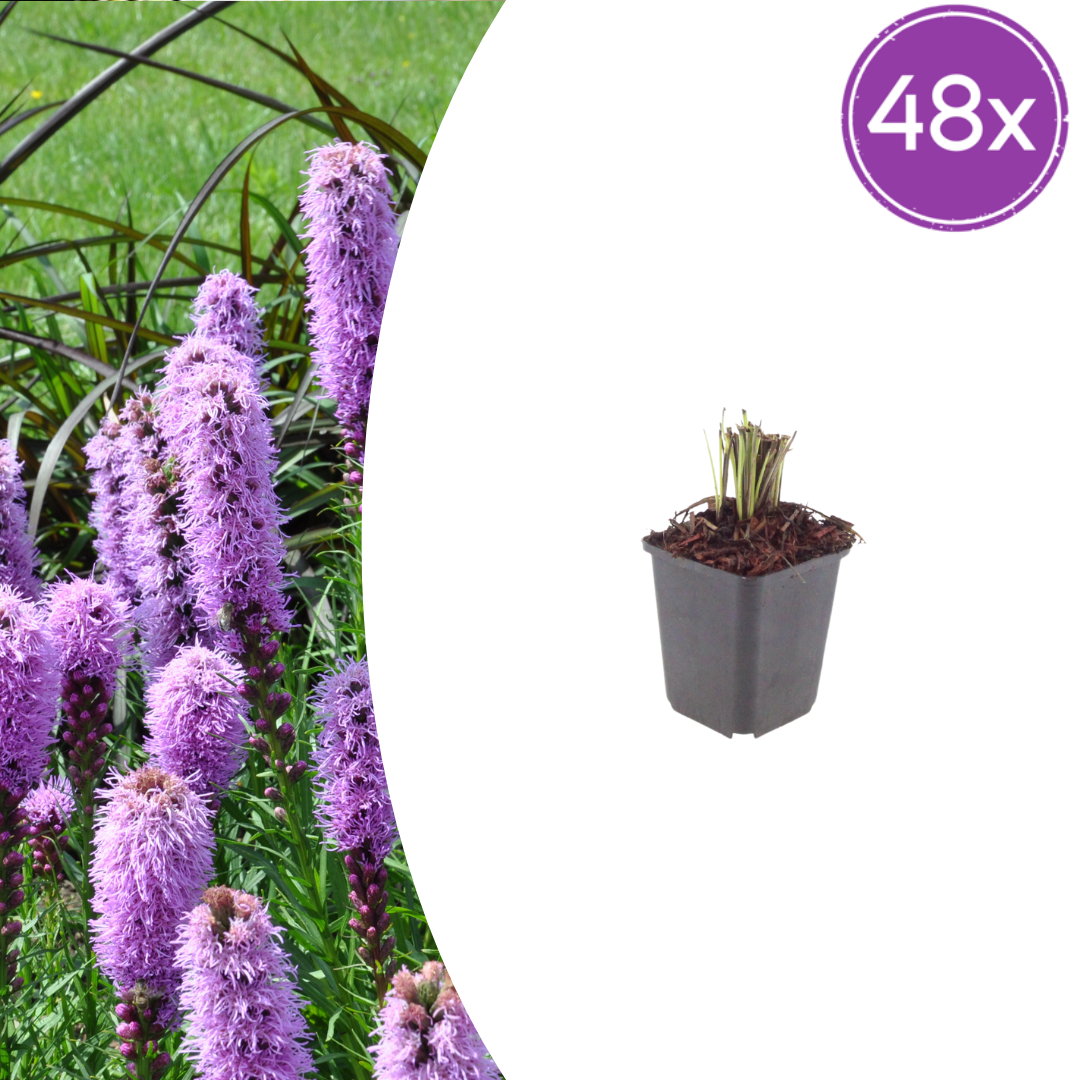 Livraison plante Plume du kansas Liatris spicata