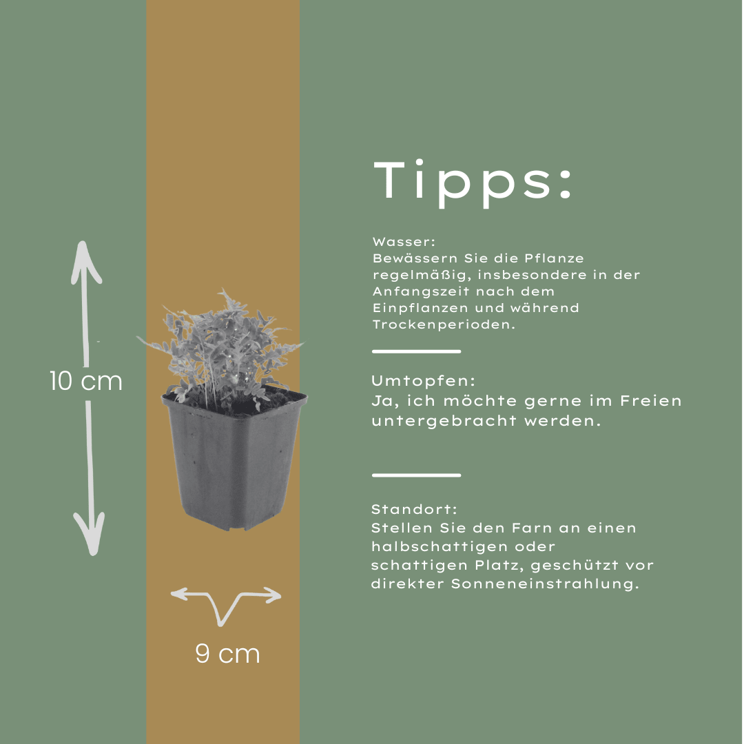 Livraison plante Polypode fougère