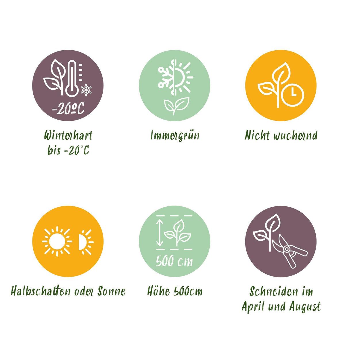 Livraison plante Prunus laurocerasus Rotundifolia – Lot de 6 – Hauteur 50 cm