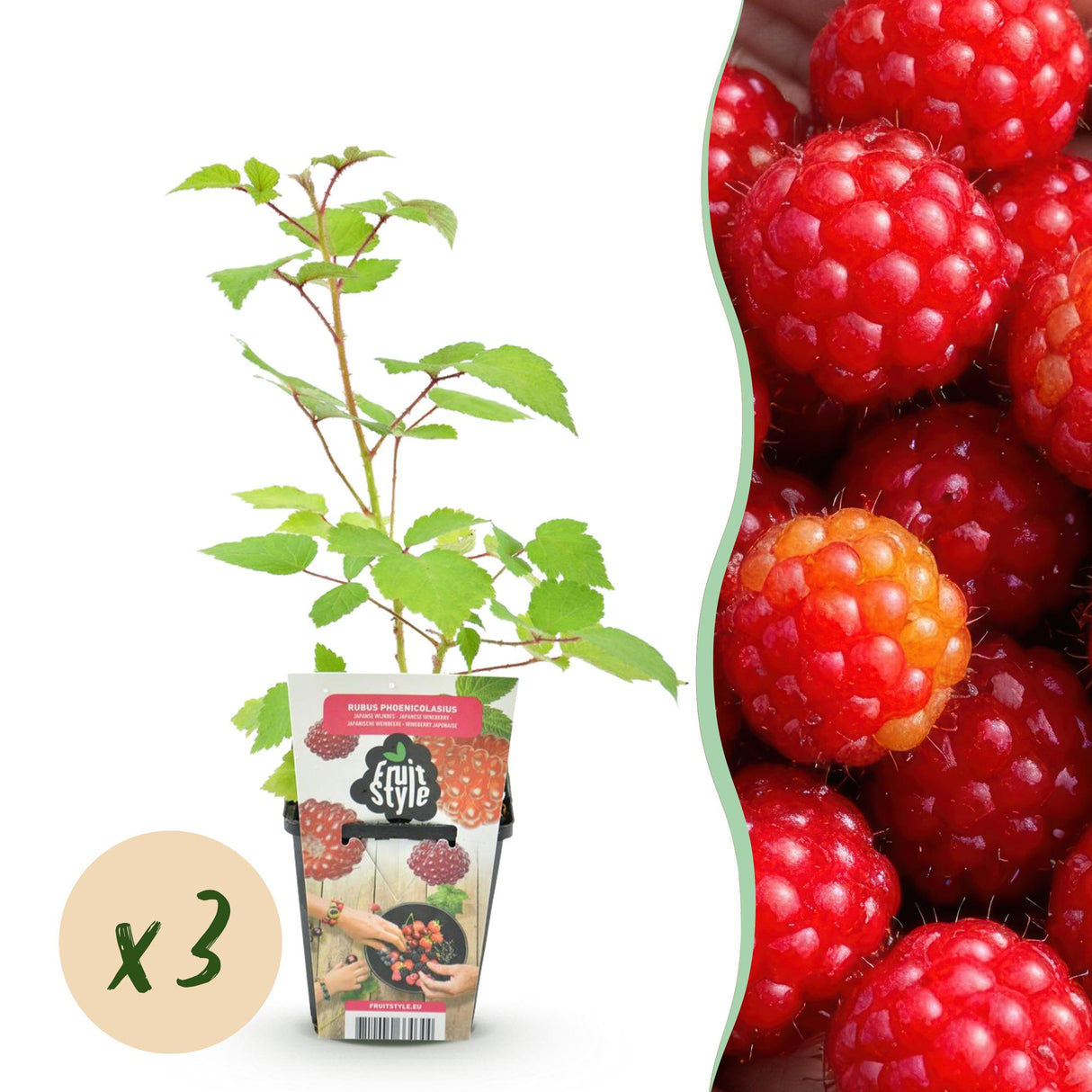 Livraison plante Ronce du Japon Rubus phoenicolasius – Lot de 3 – Pot 9 cm