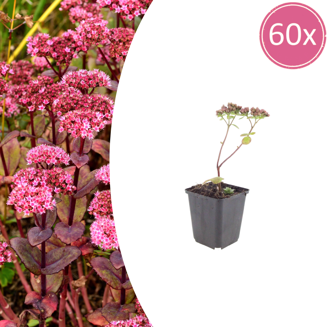 Livraison plante Sedum matrona