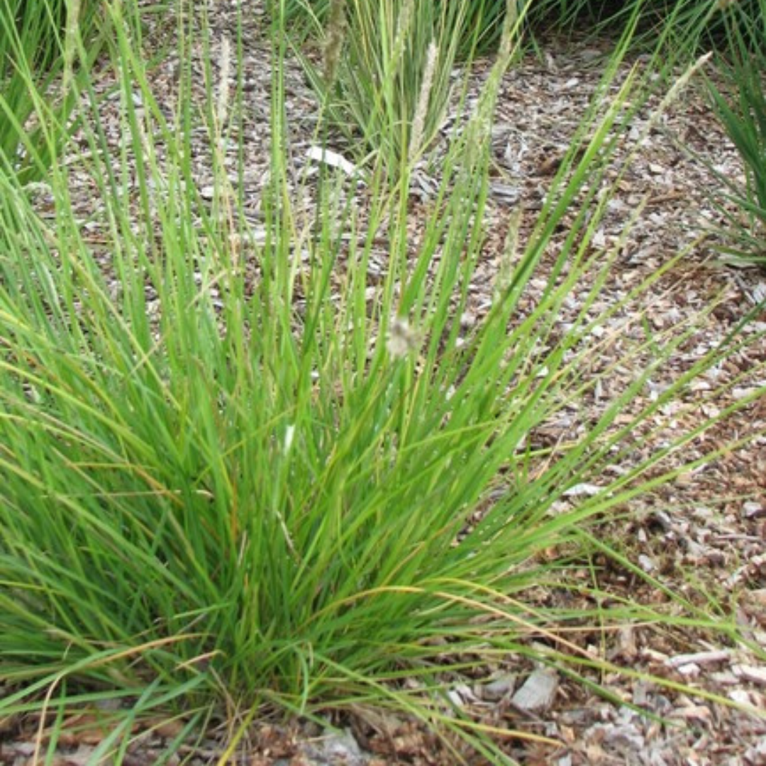 Livraison plante Sesleria autumnalis
