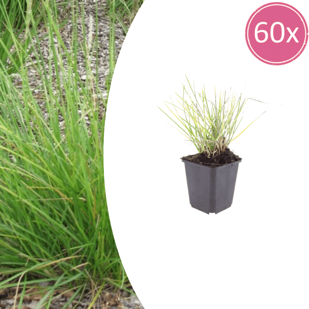 Livraison plante Sesleria autumnalis